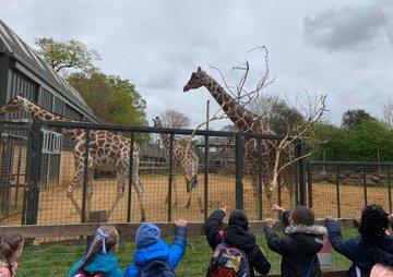 Y1 Whipsnade 2