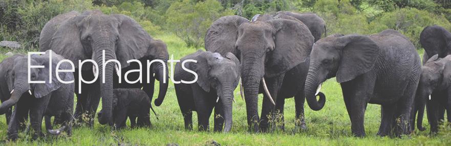 elephants