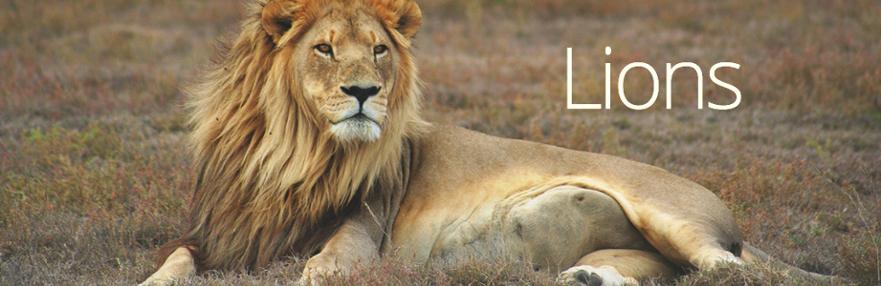 lions