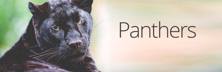 panthers