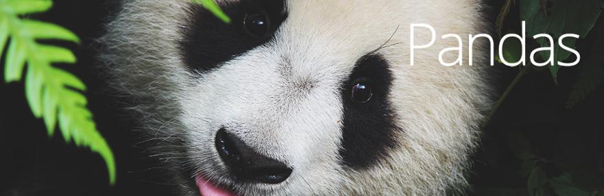 pandas