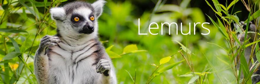 lemurs