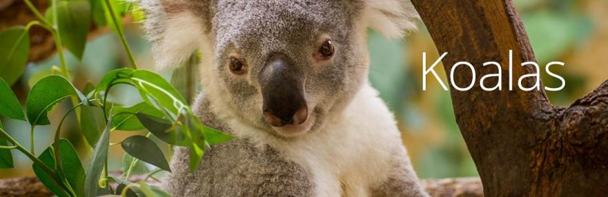 koalas